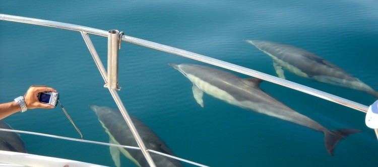 Seafaris-Golfinhos